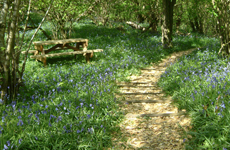 Bluebells